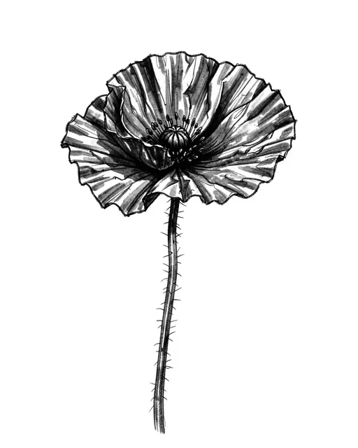 Detailed charcoal sketch of a poppy flower with crinkled petals and hairy stem on white paper