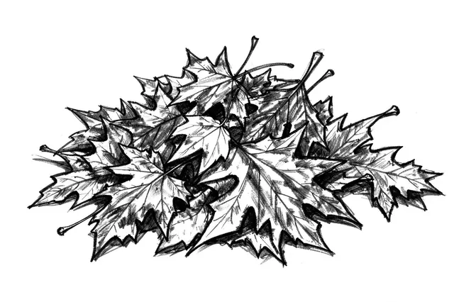Bold loose charcoal sketch of a pile of overlapping fallen maple leaves on plain white paper