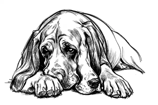 Loose bold charcoal sketch of a resting bloodhound with its head resting on its front paws on a plain white background.