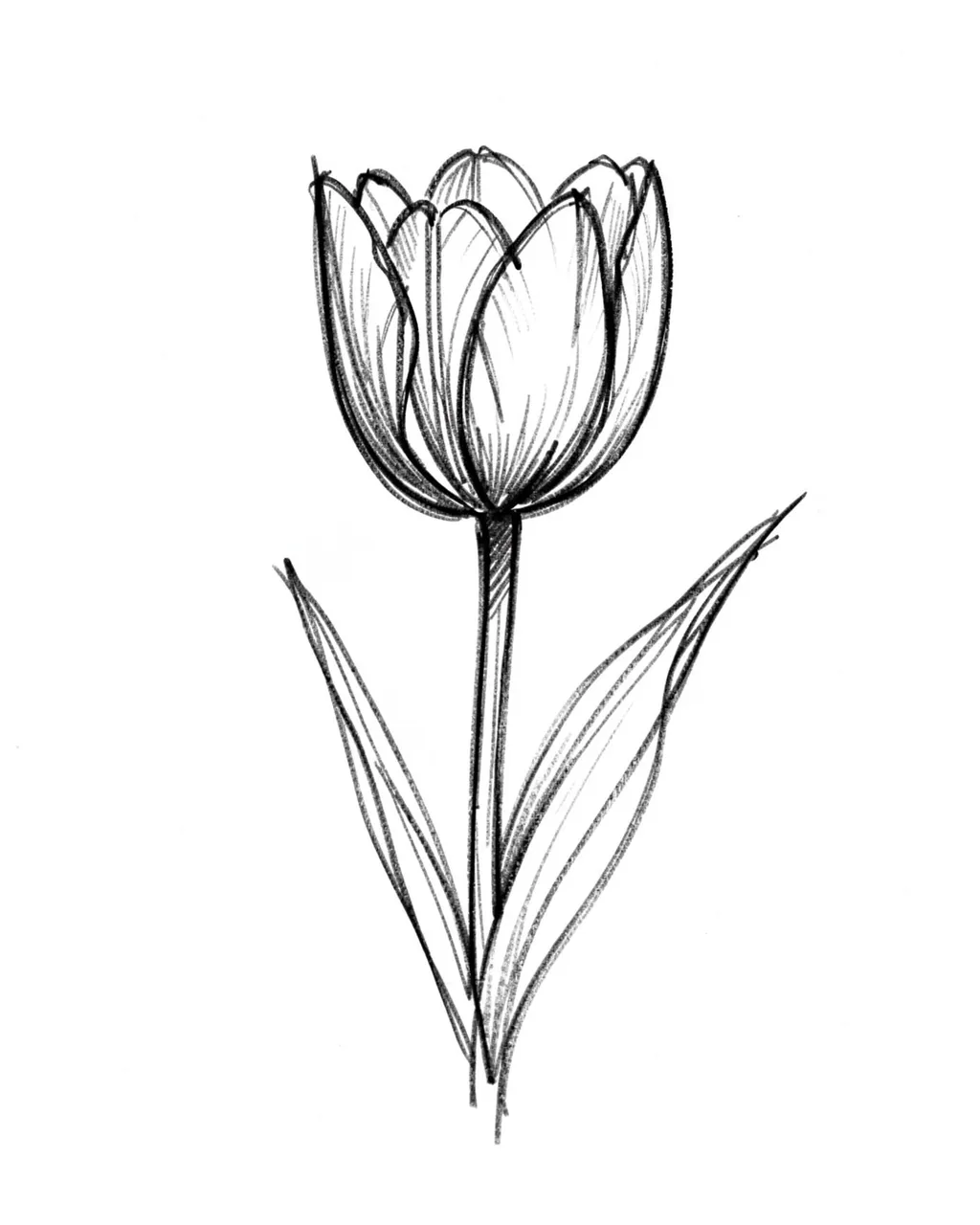 Gestural charcoal line sketch of a single tulip flower with stem and leaves on plain white paper