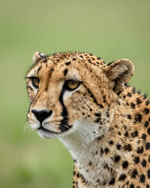 Close up portrait of a cheetah with black tear stripes against a soft blurred green background
