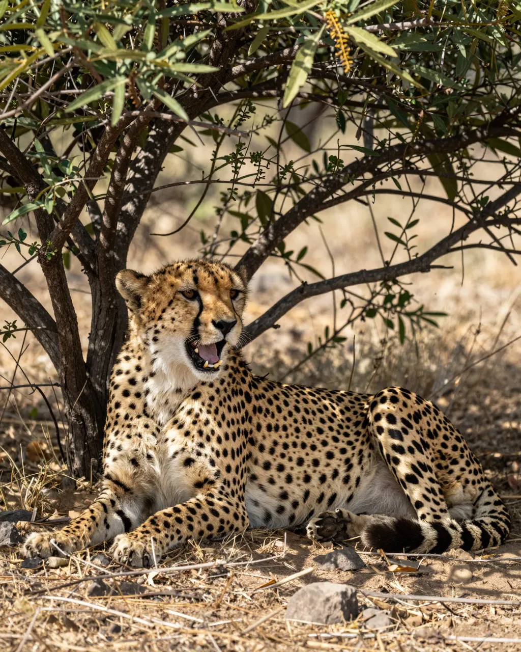 A panting cheetah lies resting in the shade of a small savanna bush on dry ground.