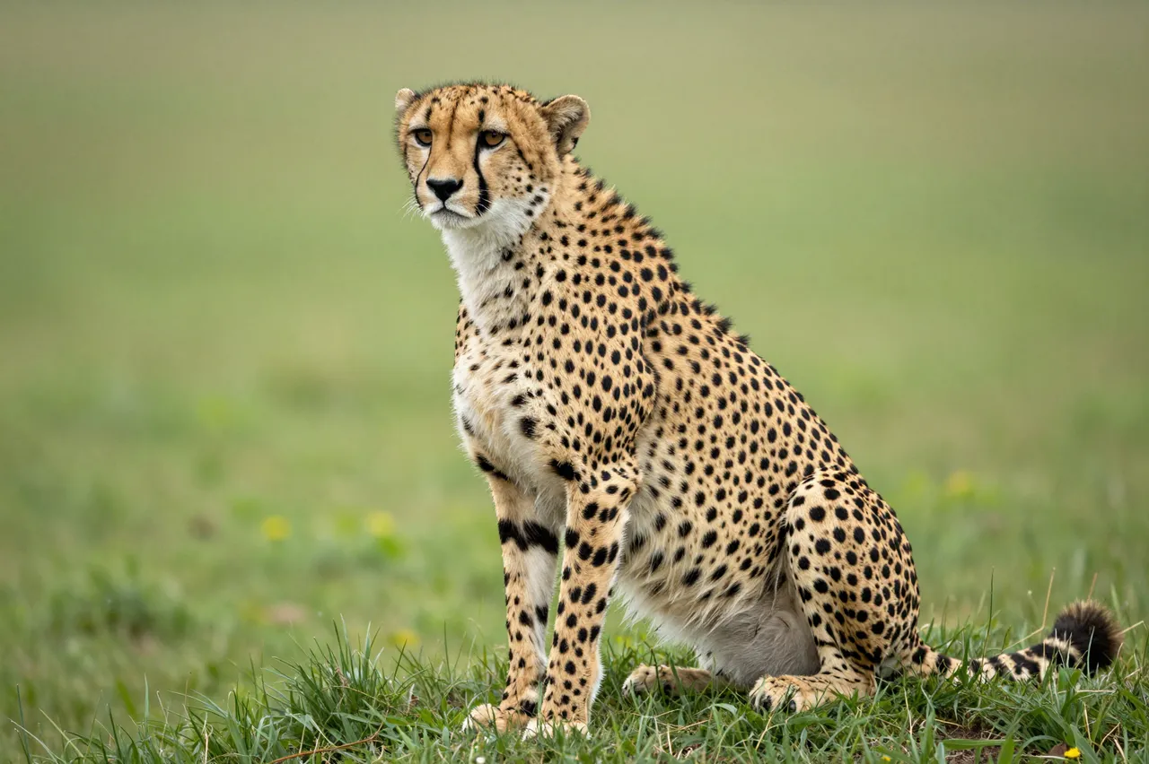 A spotted cheetah sits upright on green grass, looking alert toward the camera