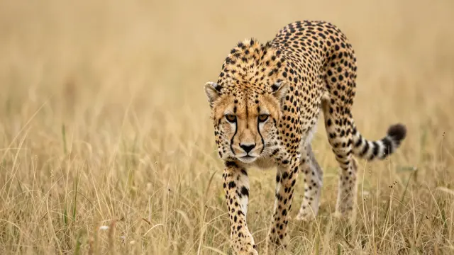 A cheetah moves low through tall golden savannah grass, gaze fixed forward in a stalking posture.