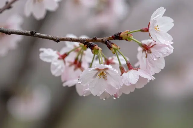 Close-up of a cherry blossom branch dotted with clear water droplets following rain, against a soft blurred background