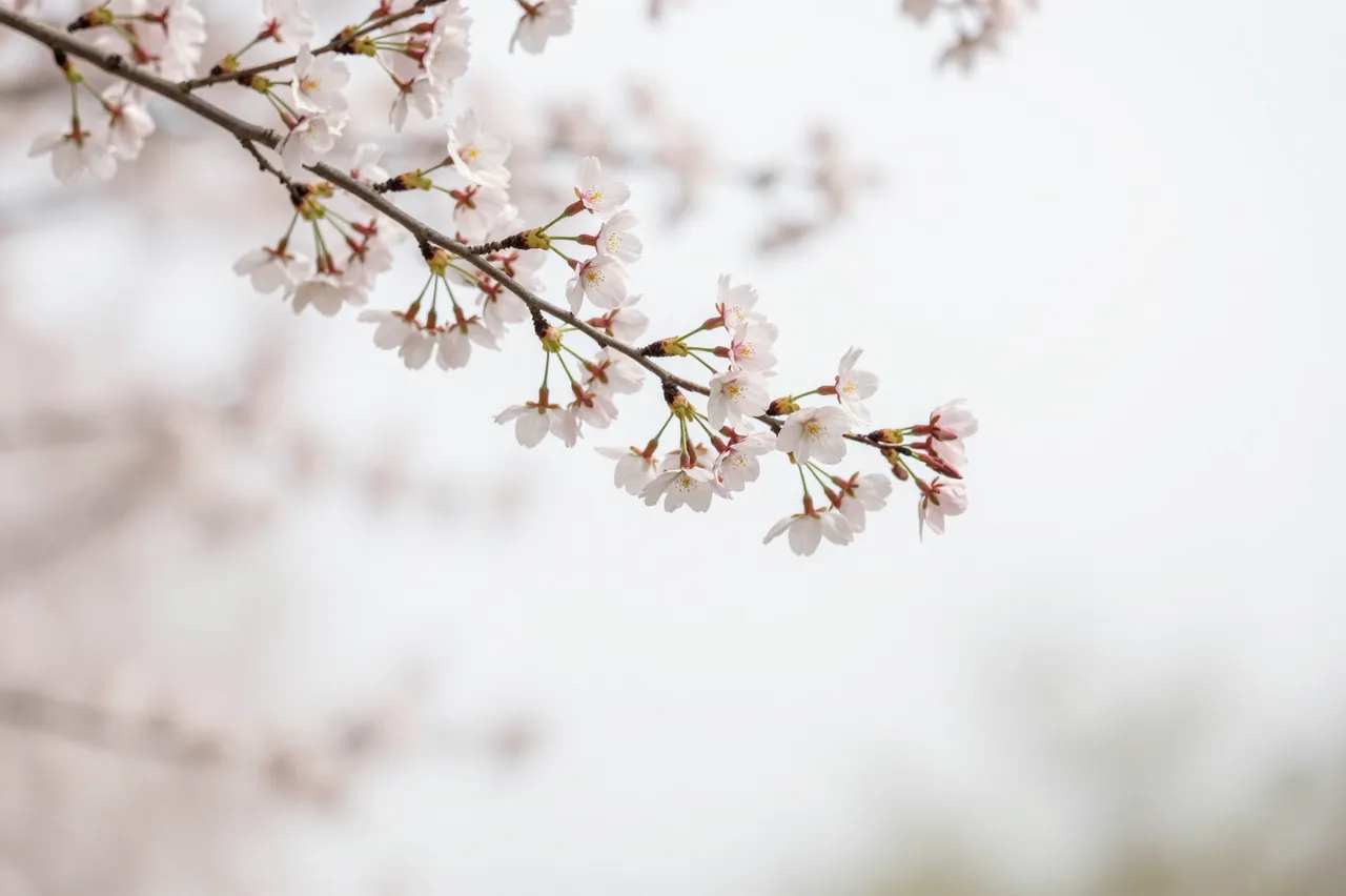 A sharp cherry blossom branch extends from the top left over a soft blurred pale background with empty copy space.