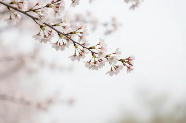 A sharp cherry blossom branch extends from the top left over a soft blurred pale background with empty copy space.