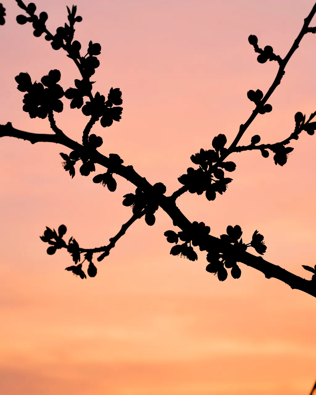 Black cherry blossom branch silhouette against a soft gradient peach and pink sunset sky