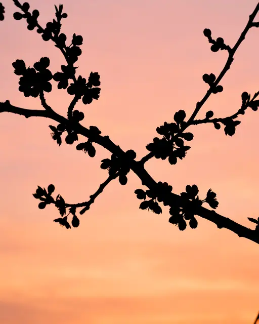 Black cherry blossom branch silhouette against a soft gradient peach and pink sunset sky