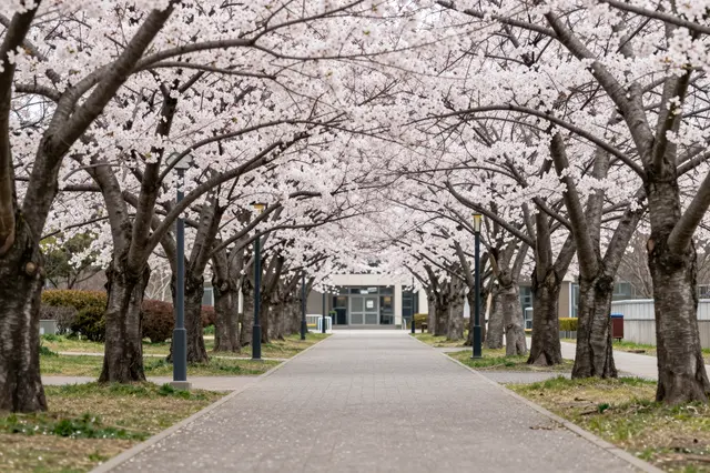 A paved campus walkway lined with blooming cherry blossom trees leads to a distant building in spring.
