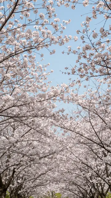 Low angle view looking up through delicate pink cherry blossom branches against a pale blue sky