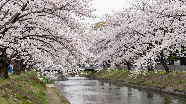 Blooming pale pink cherry blossom trees line both banks of a calm narrow river under overcast spring skies