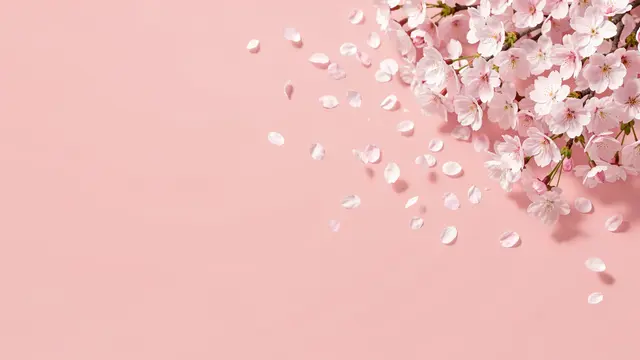 Delicate cherry blossom branches and drifting fallen petals sit on the upper right of a smooth blush pink background with