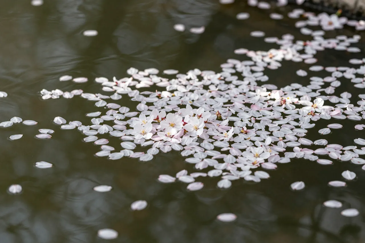 Delicate pale pink cherry blossom petals float across the rippled dark surface of a pond