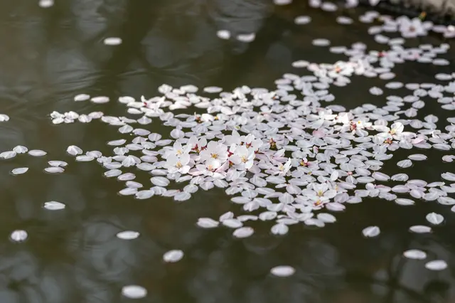 Delicate pale pink cherry blossom petals float across the rippled dark surface of a pond