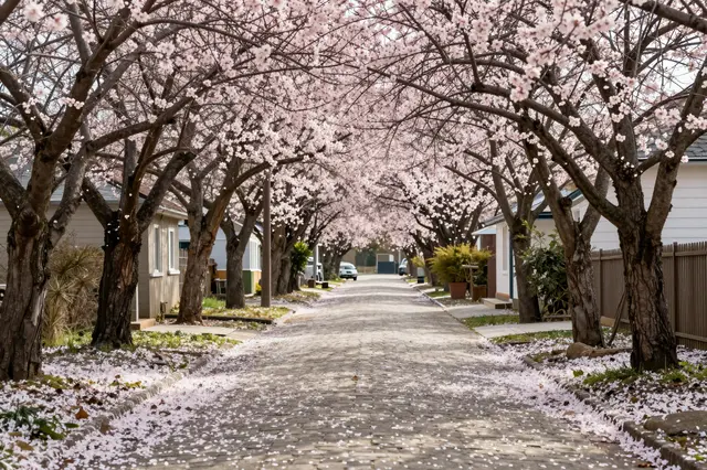 Sunlit narrow residential lane lined with flowering pink trees, fallen petals scattered across cobblestone paving