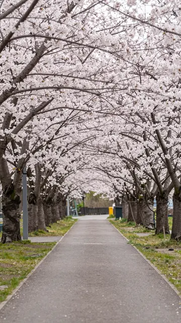 A paved park path runs beneath a blooming canopy of pale pink cherry blossom trees.