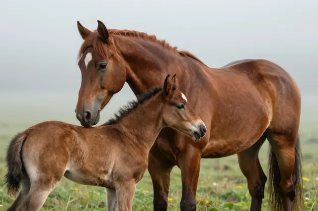 A chestnut mare gently nuzzles her young foal while standing in a misty grassy pasture at dawn