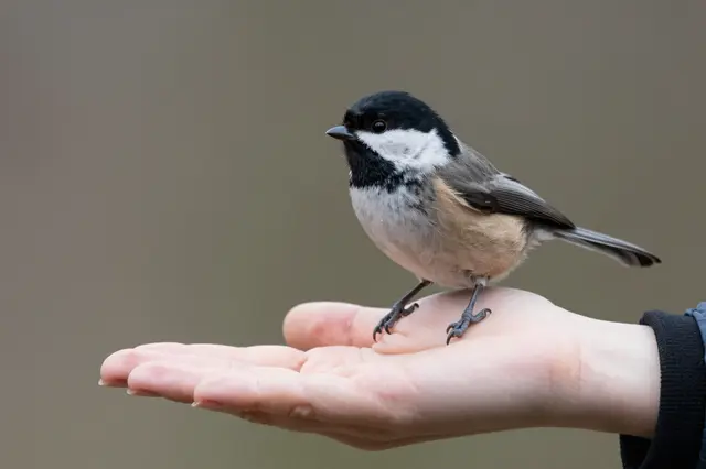 A black-capped chickadee stands gently perched on the palm of an outstretched adult hand against a soft blurred background.