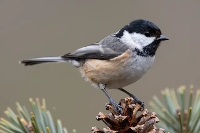 A black-capped chickadee perches on a mature pine cone against a soft blurred background