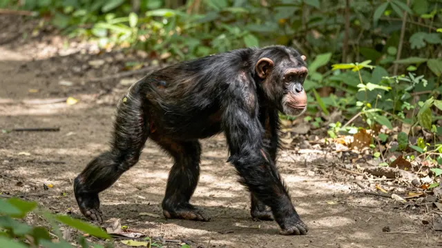 A chimpanzee walks on all fours along a sun-dappled dirt forest trail in side view