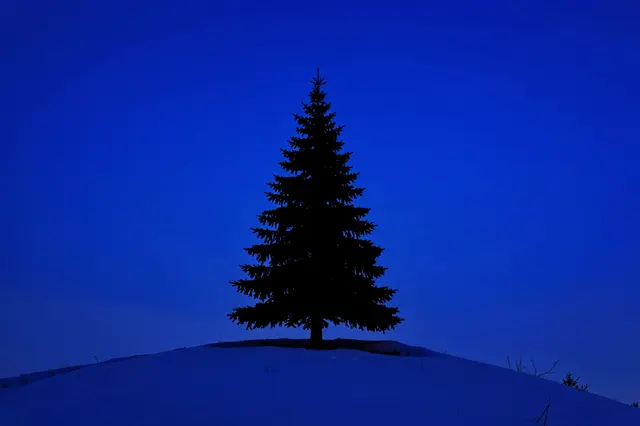 Black evergreen tree silhouette stands atop a snowy hill against a deep blue twilight sky