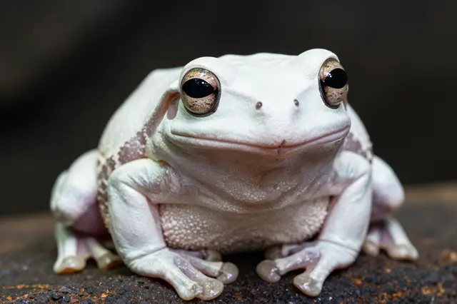 A pale chubby white's tree frog sits facing forward on a dark textured surface
