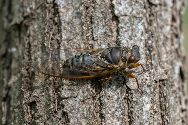 A close-up of a cicada with clear veined wings resting on rough tree bark.