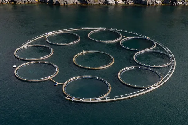 Aerial view of interconnected circular aquaculture pens floating on dark fjord water near rocky shoreline.