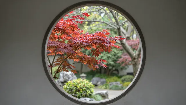 A round wall window frames a vibrant red maple tree in a quiet traditional garden