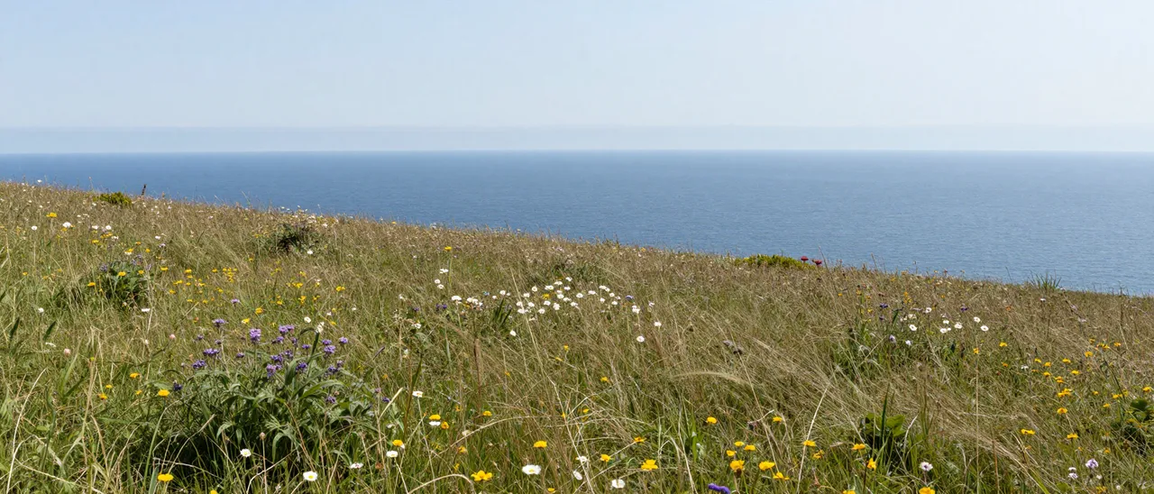 Grassy clifftop meadow dotted with wildflowers overlooks calm deep blue sea under pale empty sky