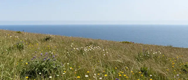 Grassy clifftop meadow dotted with wildflowers overlooks calm deep blue sea under pale empty sky