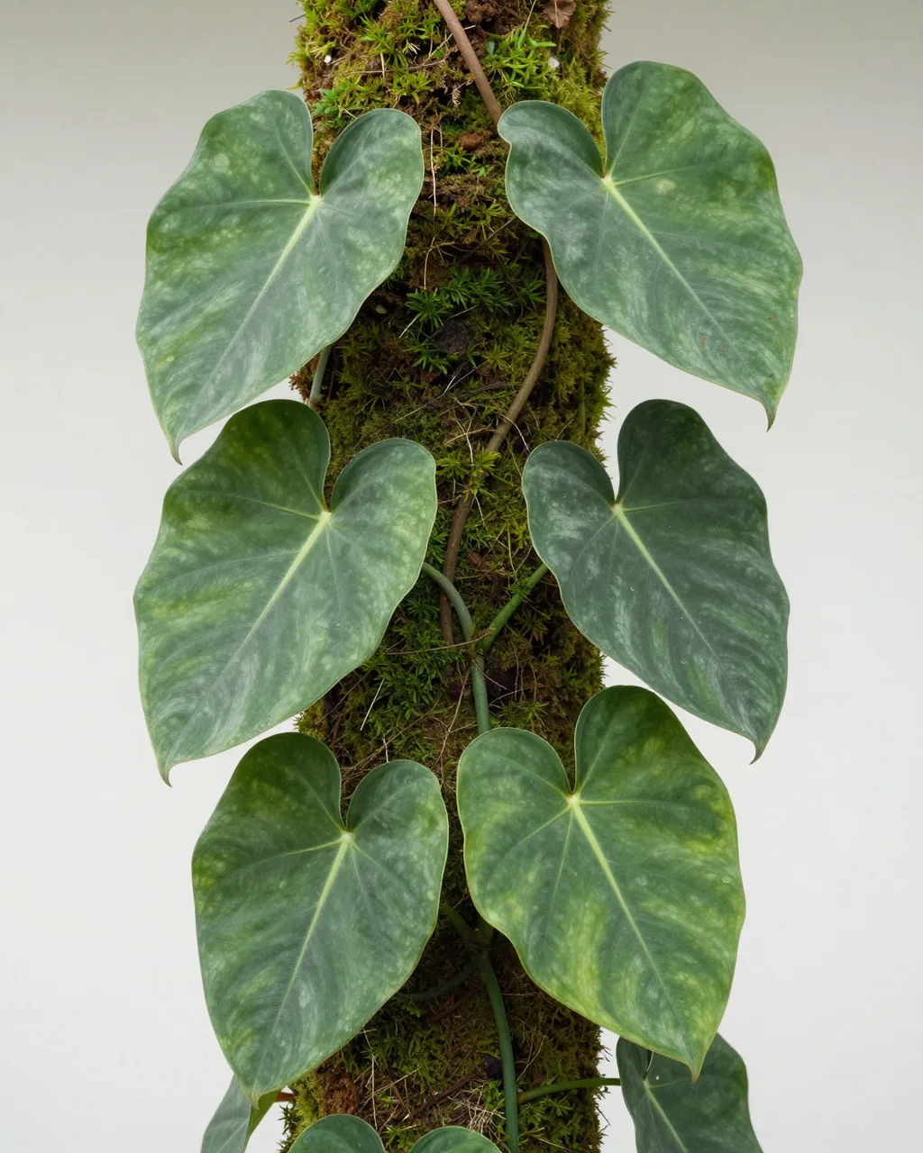 Heart-shaped philodendron leaves grow from a plant climbing a vertical moss pole against a plain light background