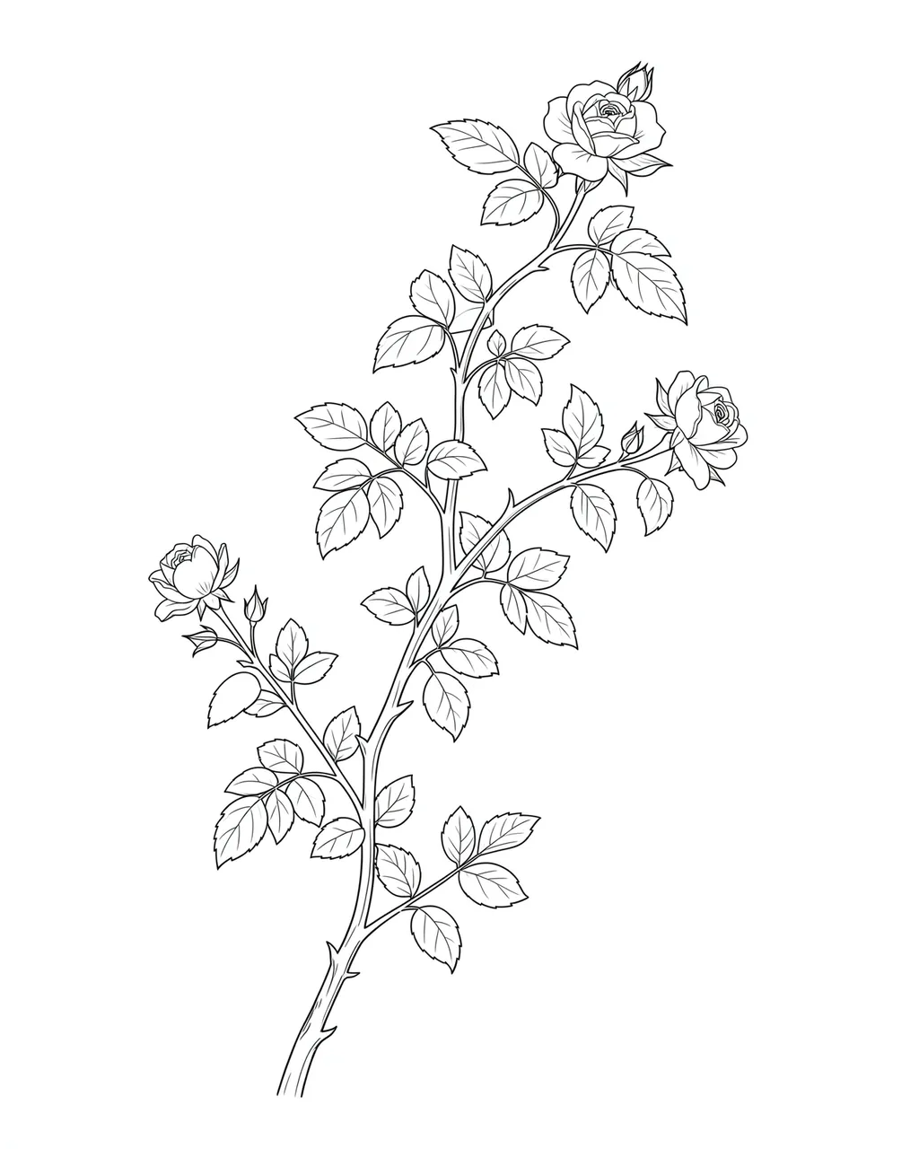 Delicate fine line drawing of a climbing rose vine with open blooms and buds on a plain white background