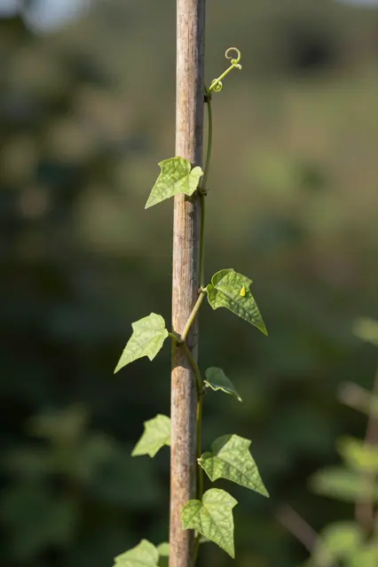 A young climbing vine curls upward along a wooden stake toward sunlight, with curled tendrils and fresh green leaves.