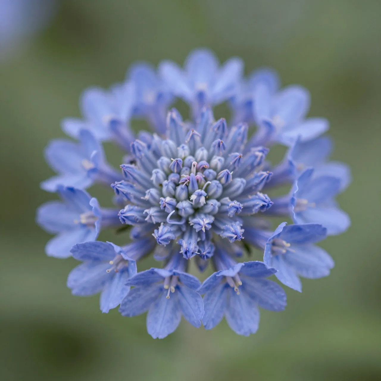 A close-up view of a round lavender-blue pincushion flower against a soft blurred green background
