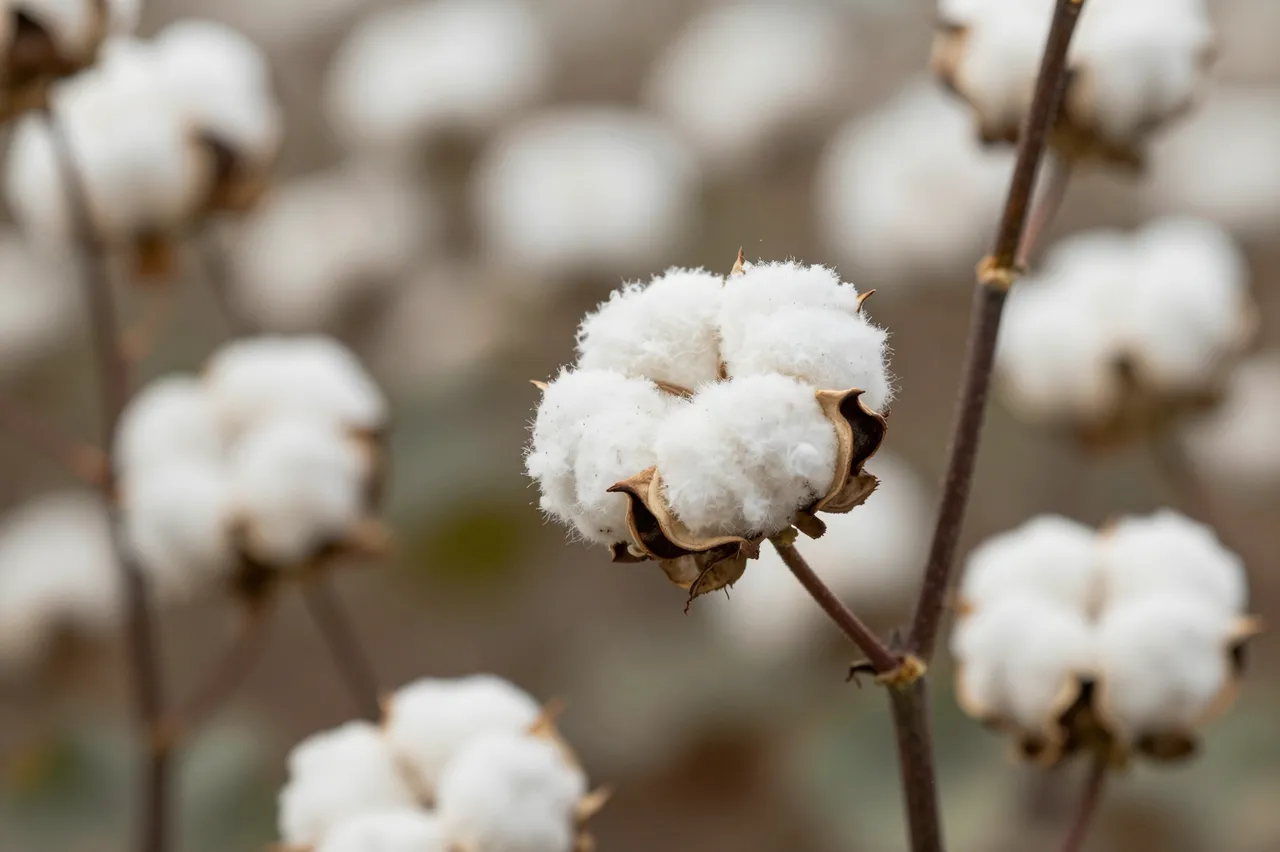 Sharp in-focus open white cotton boll sits in the foreground with blurred cotton field background