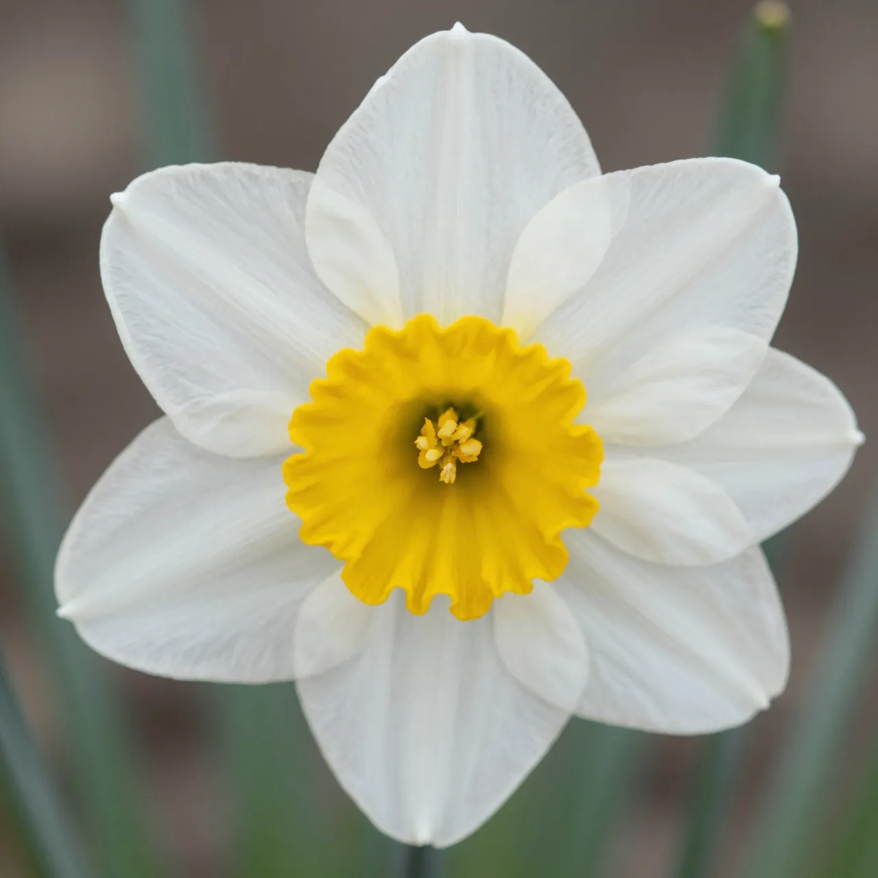 A close-up front view of a daffodil with white petals and a bright yellow ruffled central cup against a soft blurred