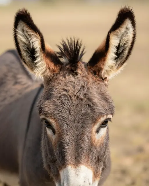 Close-up of a donkey's face with fuzzy long ears looking directly at the camera in warm golden light