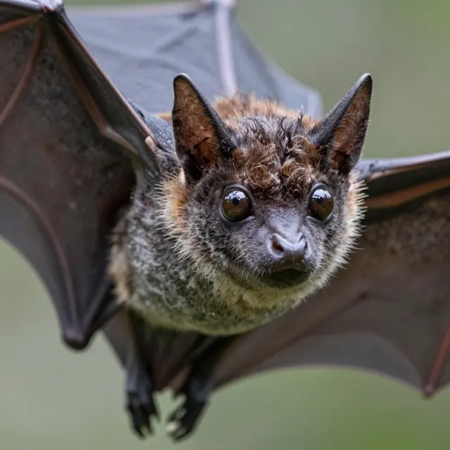 A close-up of a fruit bat with large dark eyes, spread wings, facing the camera against blurred green foliage.