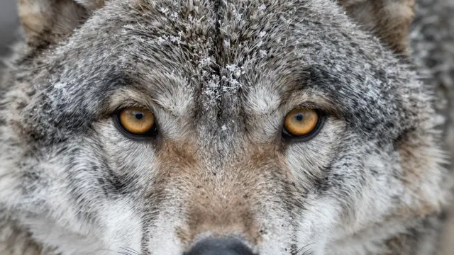 Extreme close-up of a gray wolf's face with amber eyes and frost-dusted fur looking directly at the camera