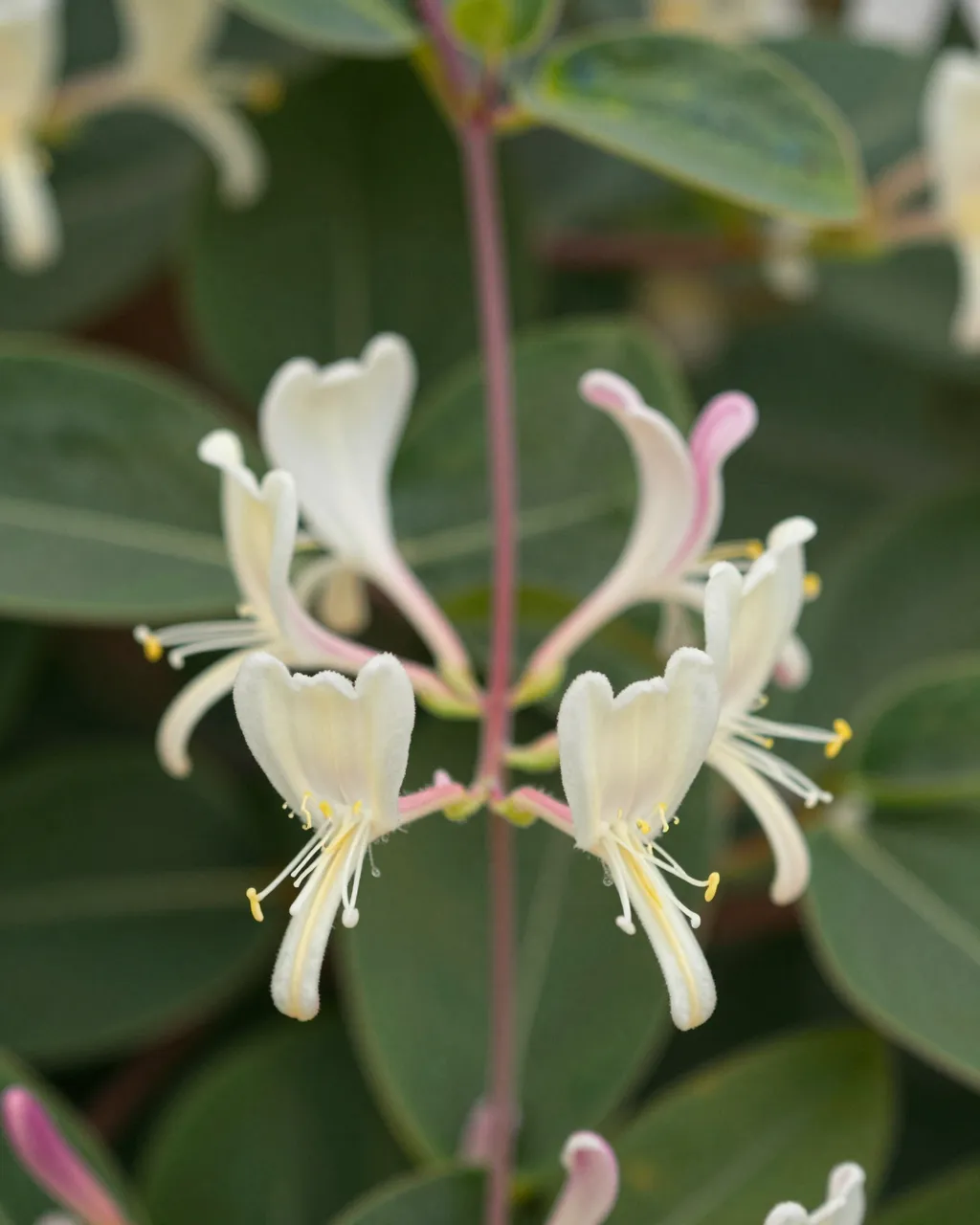 Close-up of creamy white and pink tubular honeysuckle flowers growing on a leafy vine stem