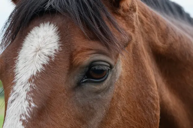 Tight close-up of a chestnut horse's eye, dark mane, and white facial marking