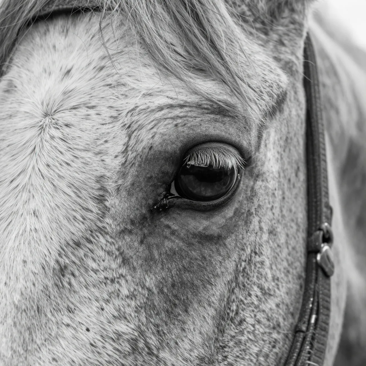 Black and white tight close-up of a speckled horse's eye, lashes, and surrounding face with a faint sky reflection in the eye