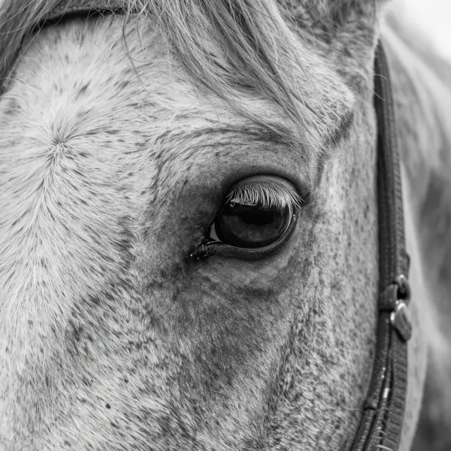 Black and white tight close-up of a speckled horse's eye, lashes, and surrounding face with a faint sky reflection in the eye