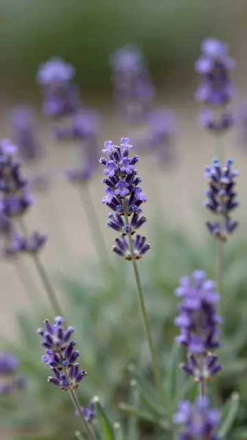 Sharp central lavender stem with soft blurred lavender blooms and muted green bokeh background