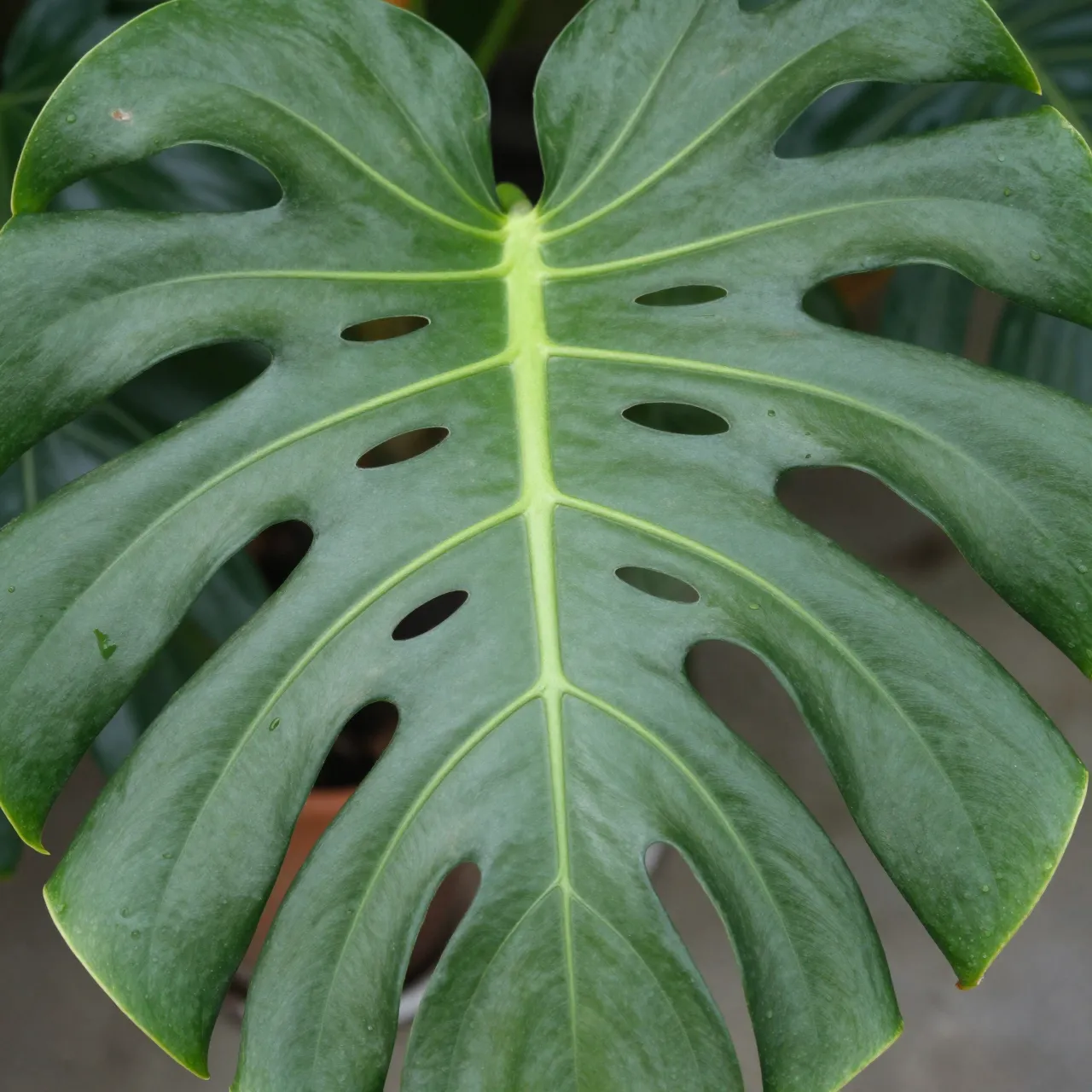 Detailed close-up view of a lush green monstera leaf with characteristic natural fenestrations and subtle water droplets.