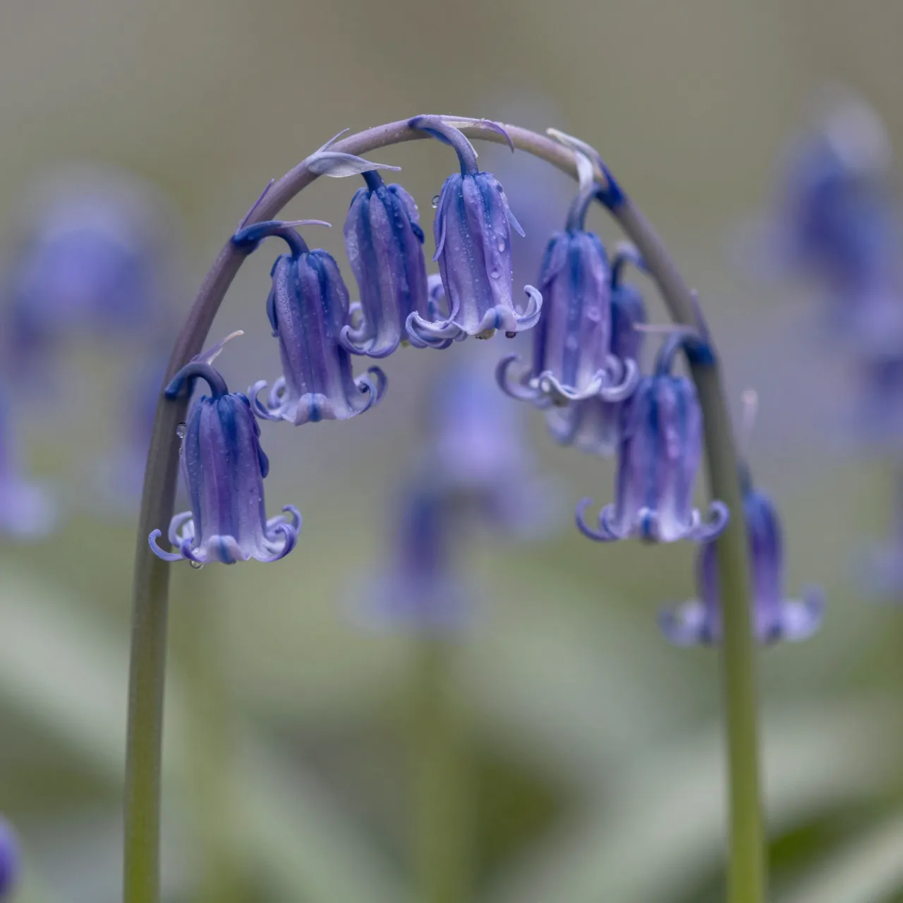 Delicate dewy bluebell blooms hang from an arched stem against a soft blurred background