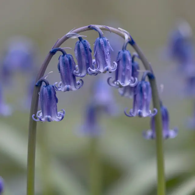 Delicate dewy bluebell blooms hang from an arched stem against a soft blurred background