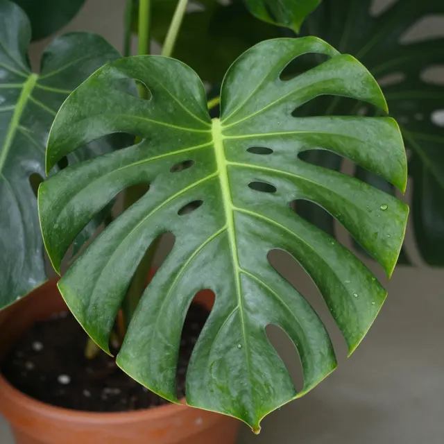 Glossy newly unfurled monstera deliciosa leaf with water droplets sits above a terracotta pot alongside mature foliage.